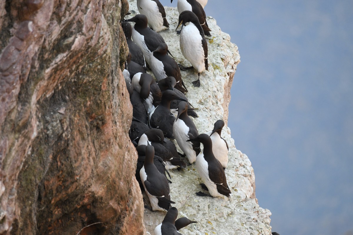 alkoun úzkozobý - ML638093292