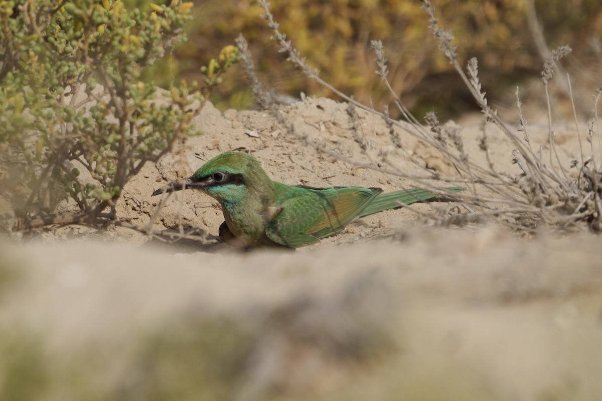 Arabian Green Bee-eater - ML638093293