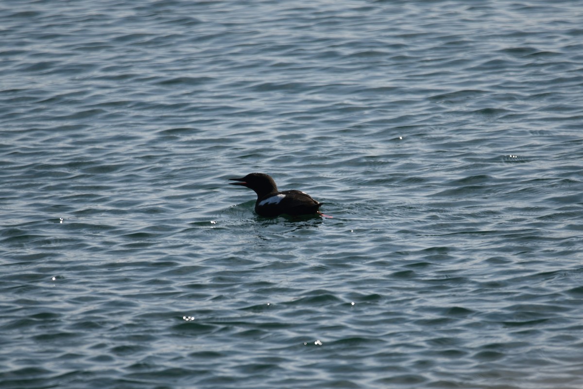 alkoun obecný - ML638093299