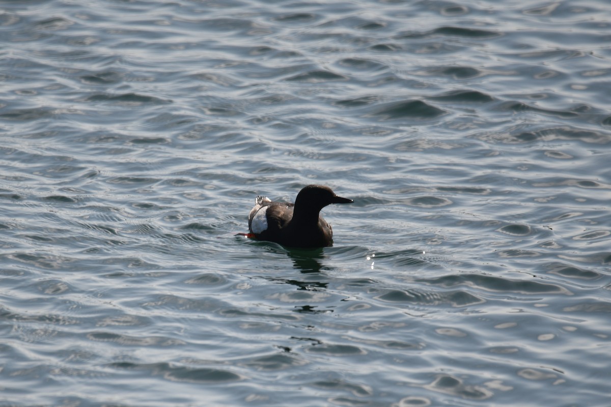 alkoun obecný - ML638093300