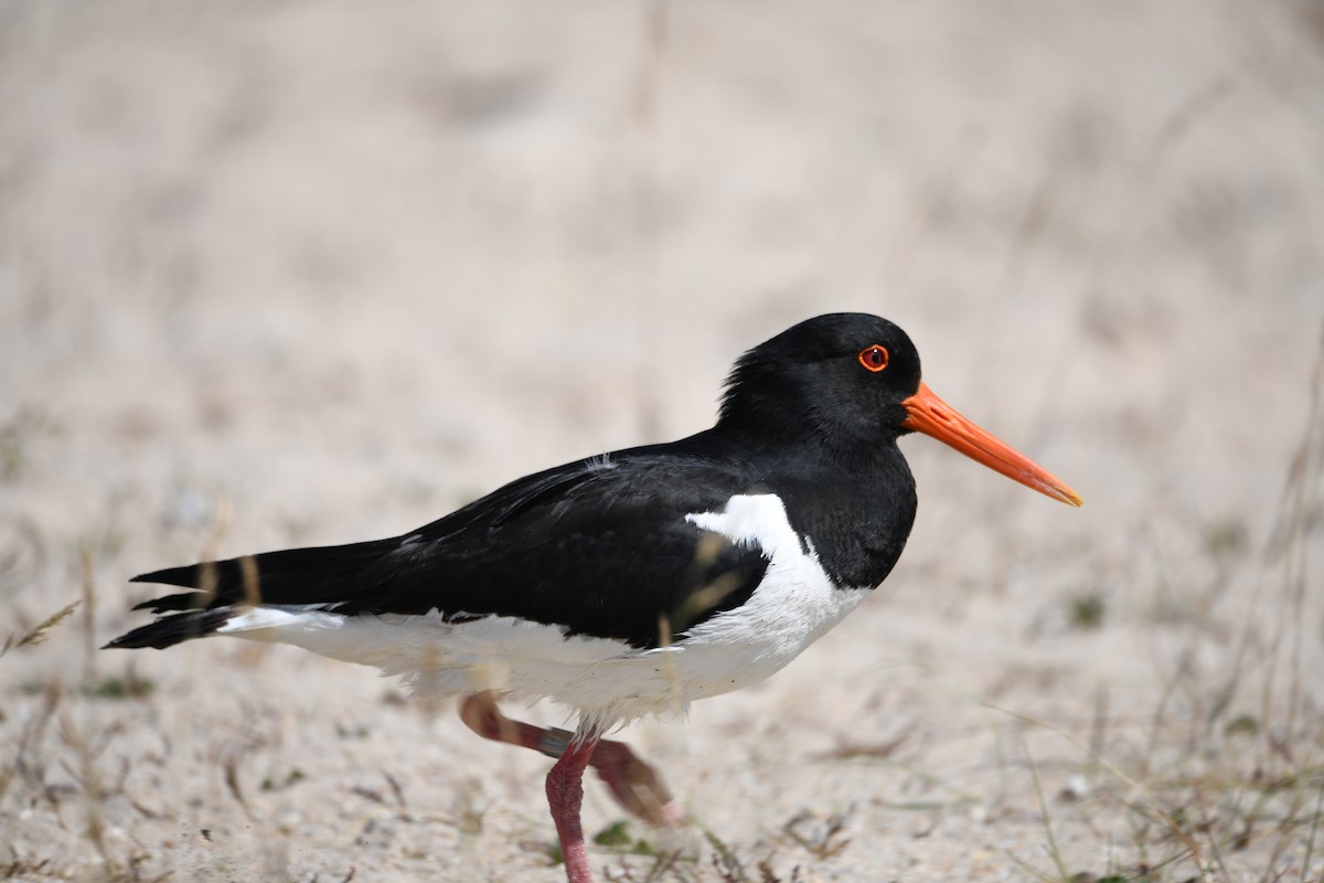 ústřičník velký - ML638093307