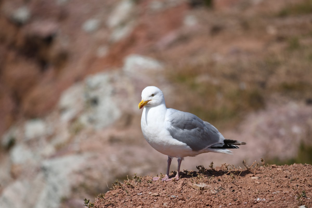 racek stříbřitý - ML638093312