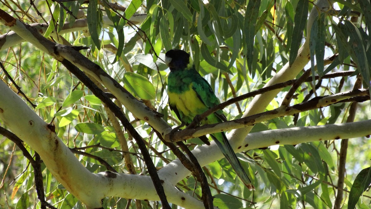 Australian Ringneck (Port Lincoln) - ML638093316