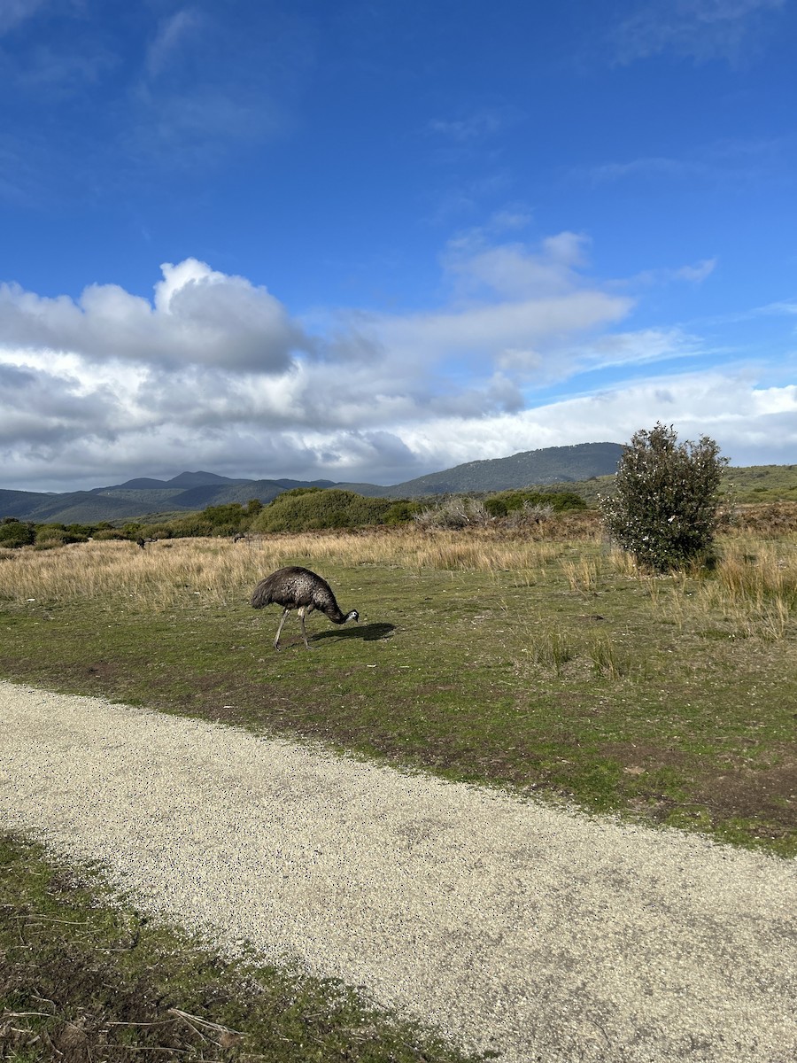Emu - ML638093317