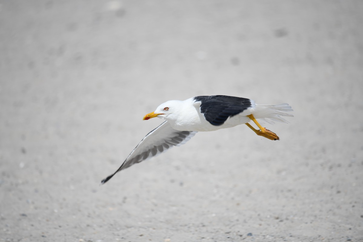 racek žlutonohý - ML638093322