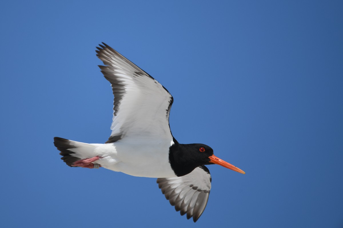 ústřičník velký - ML638093323