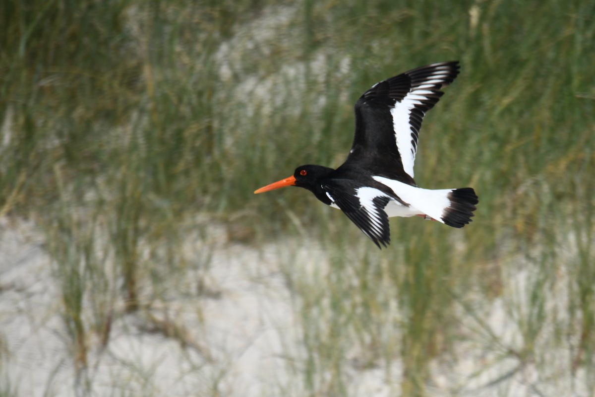 ústřičník velký - ML638093324