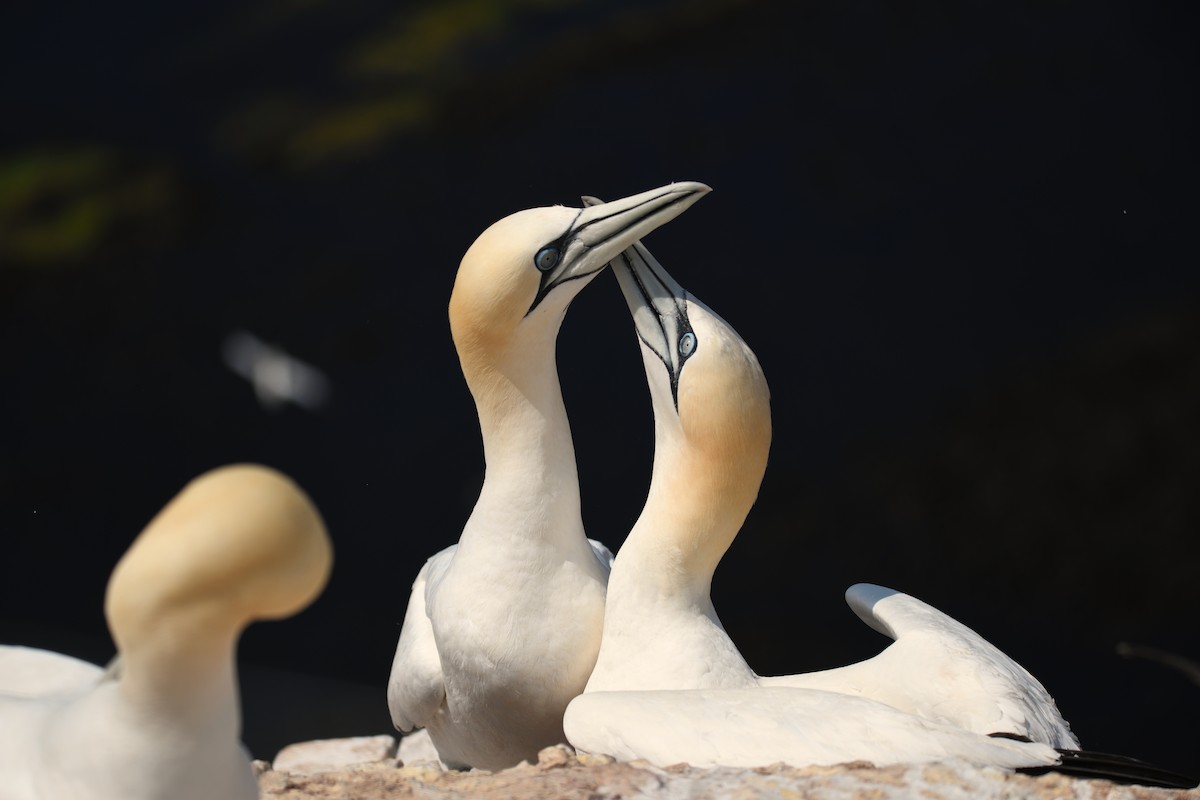 terej bílý - ML638093329