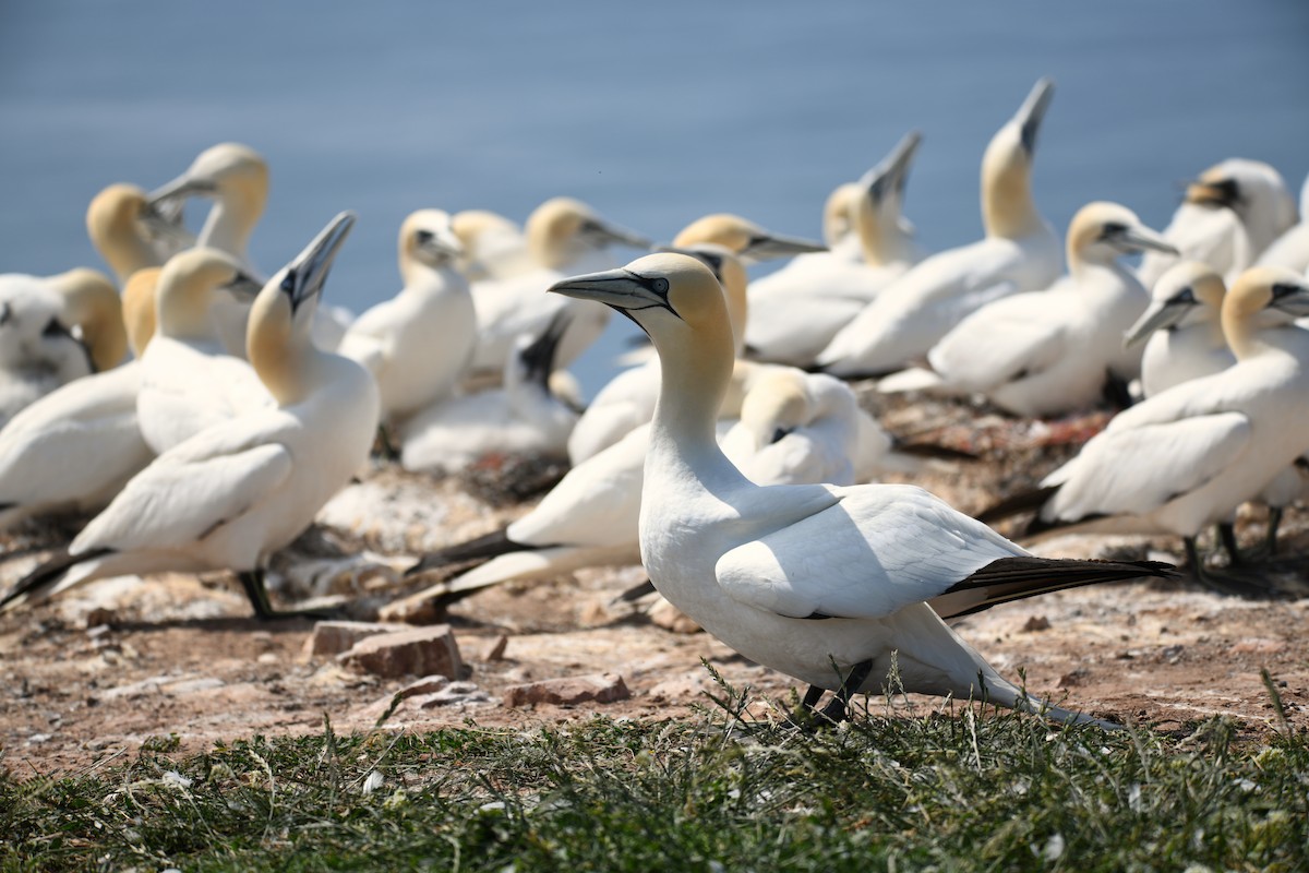 terej bílý - ML638093330