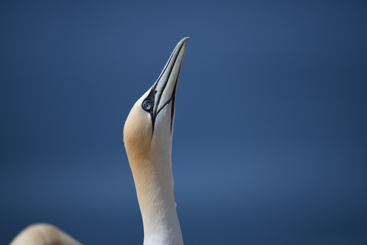 terej bílý - ML638093331