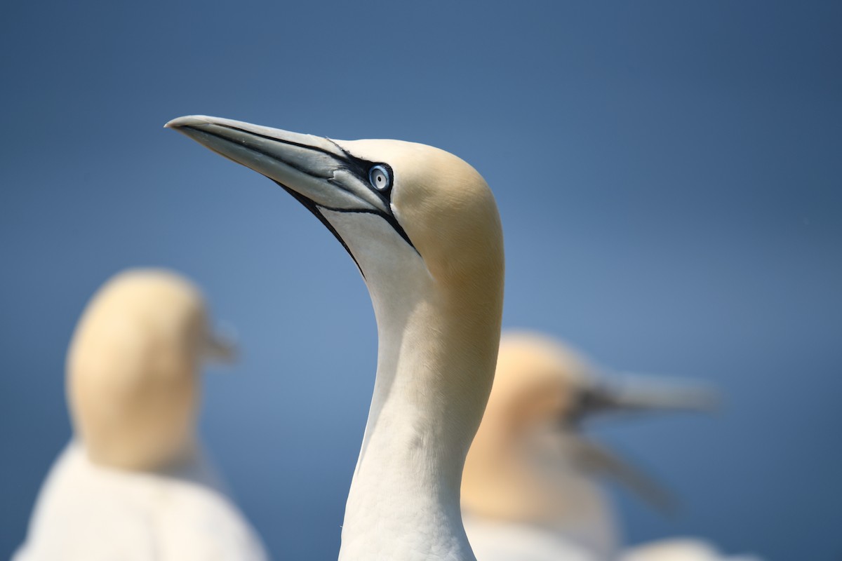 terej bílý - ML638093332