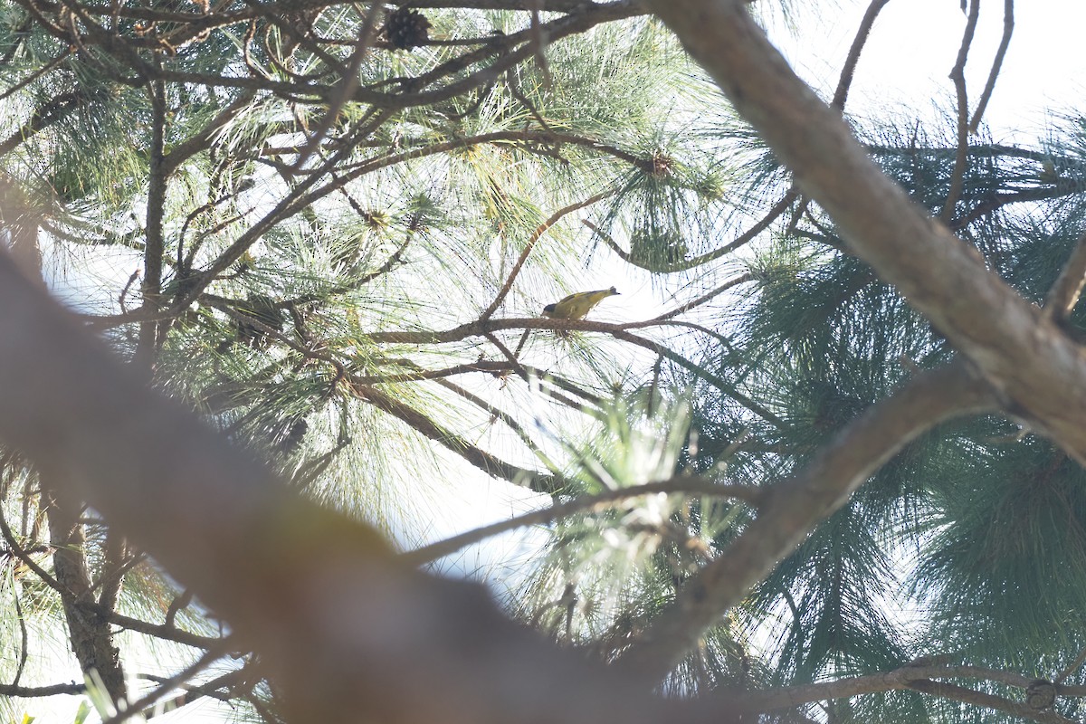 Black-headed Greenfinch - ML638093333