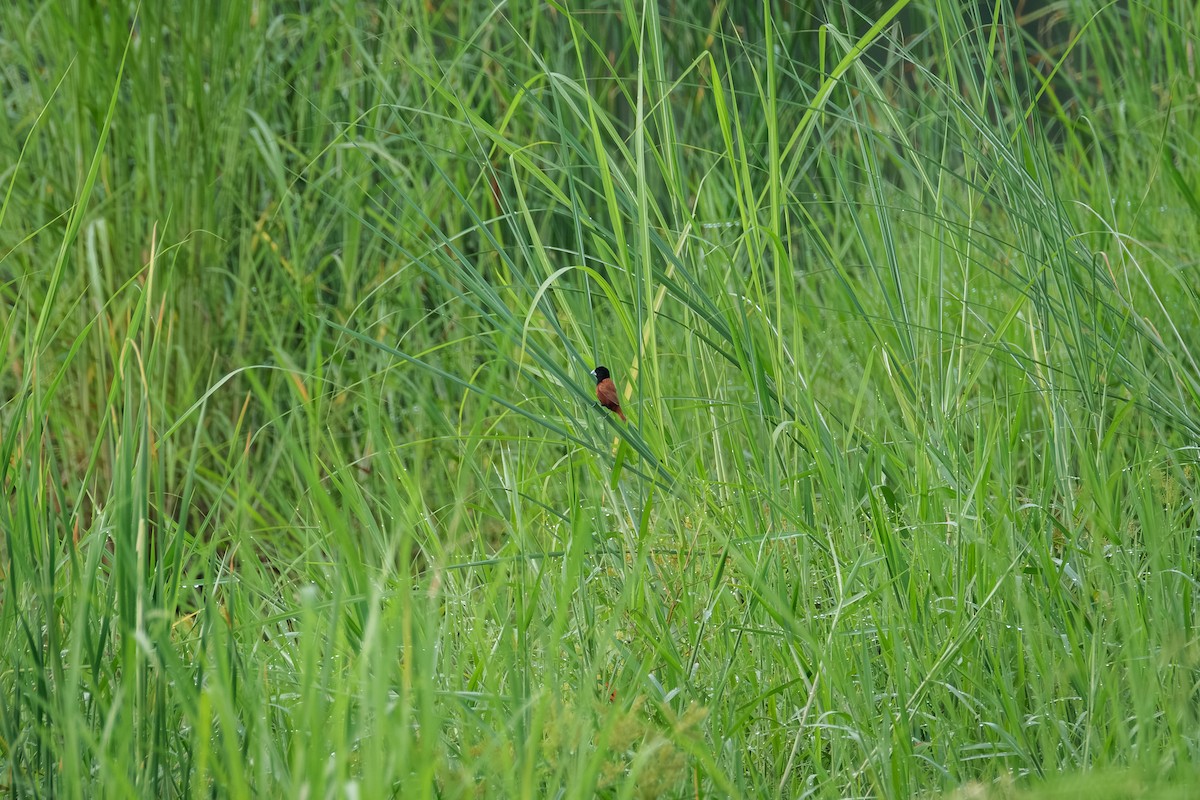 Chestnut Munia - ML638093344