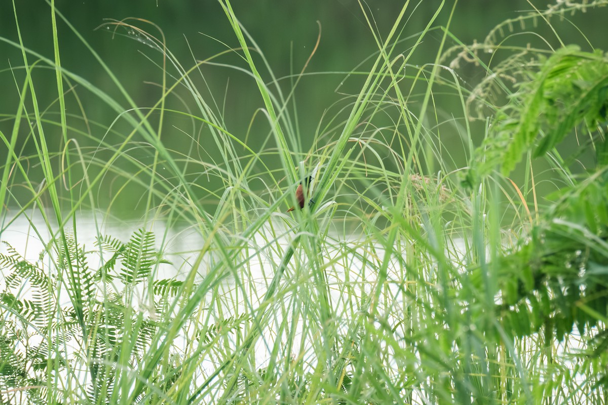 Chestnut Munia - ML638093345