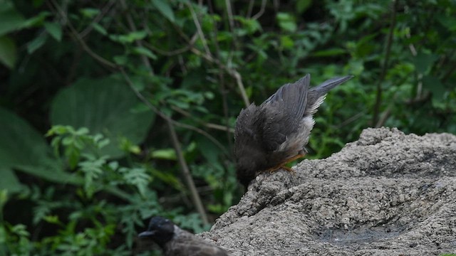 Indian Blackbird - ML638093352