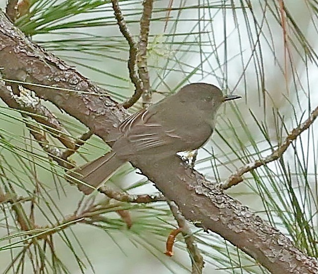 Hispaniolan Pewee - ML638093355