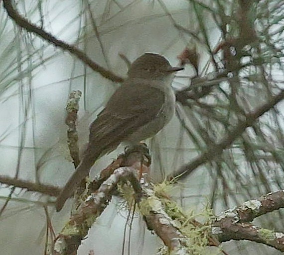 Hispaniolan Pewee - ML638093356