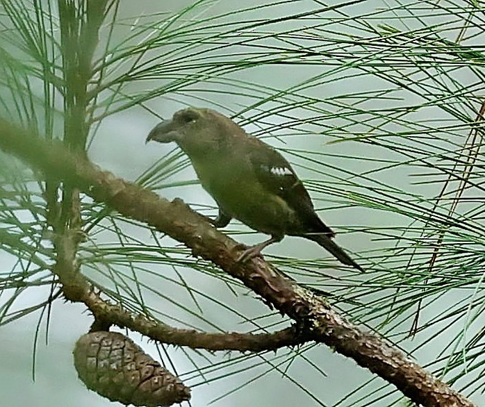 Hispaniolan Crossbill - ML638093364