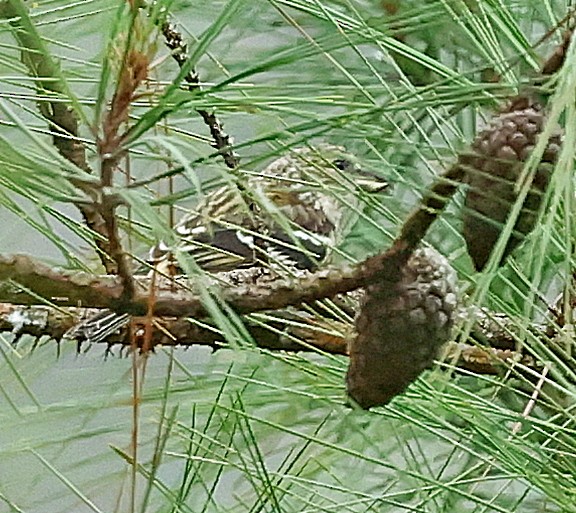 Hispaniolan Crossbill - ML638093365