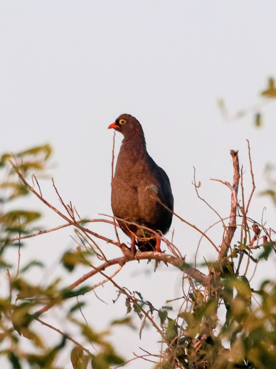 Red-billed Spurfowl - ML638093368