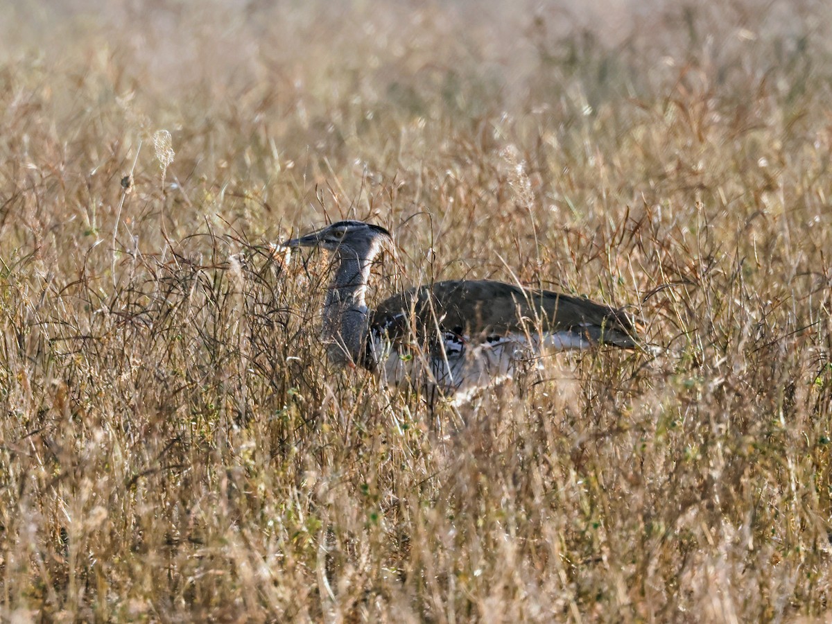 Kori Bustard - ML638093371