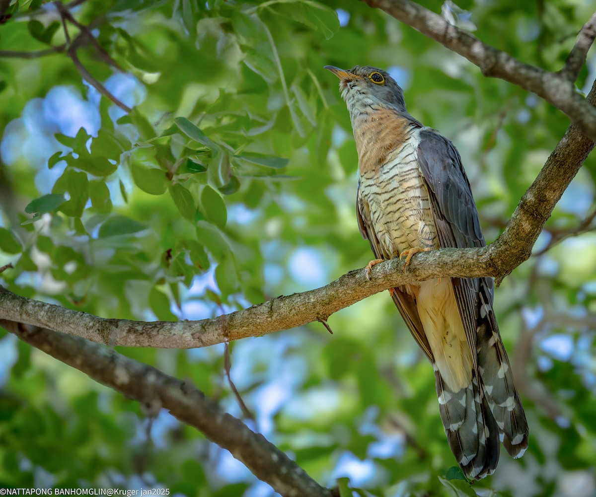 Red-chested Cuckoo - ML638093395