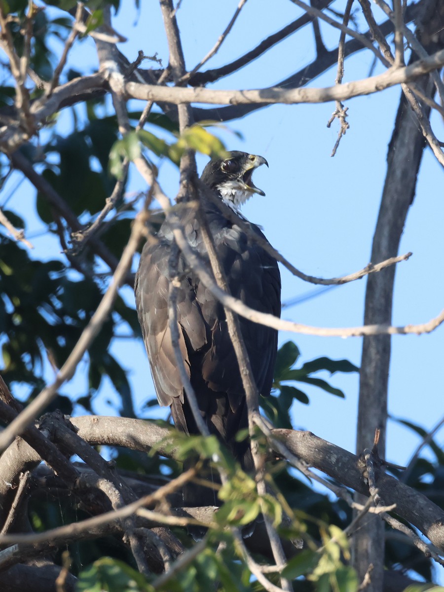 Black Goshawk - ML638093400