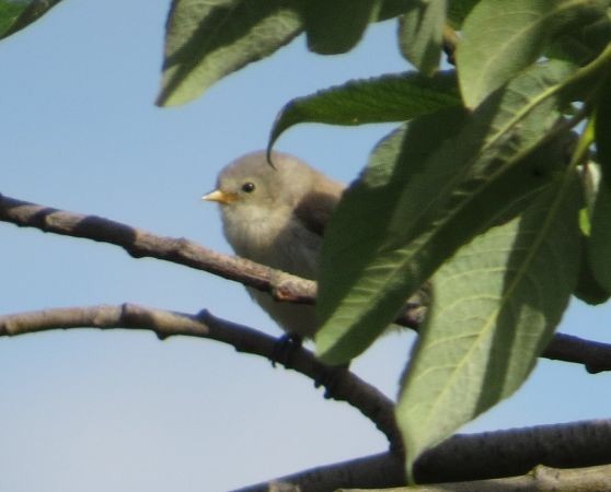 Eurasian Penduline-Tit - ML638093403
