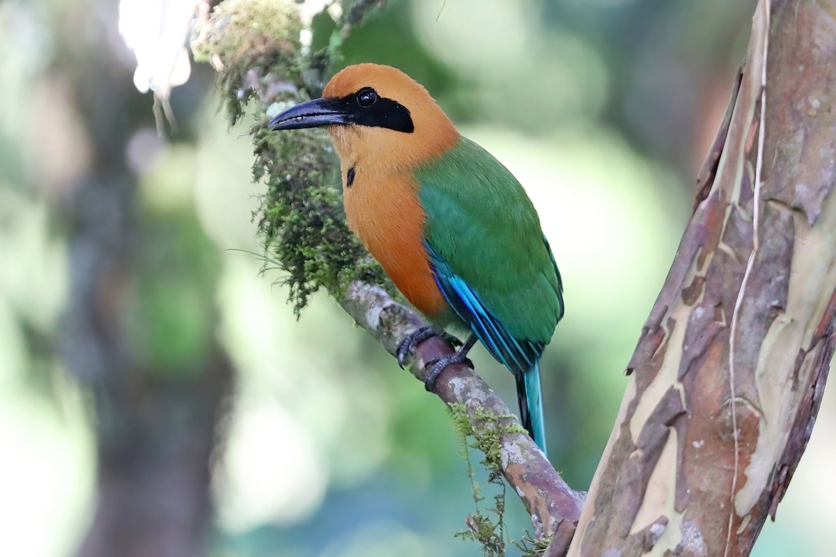 Zimtbrustmotmot - ML638093404