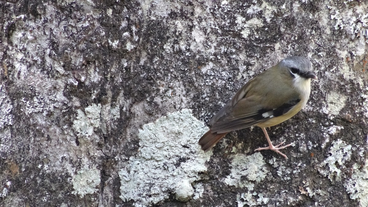Gray-headed Robin - ML638093415