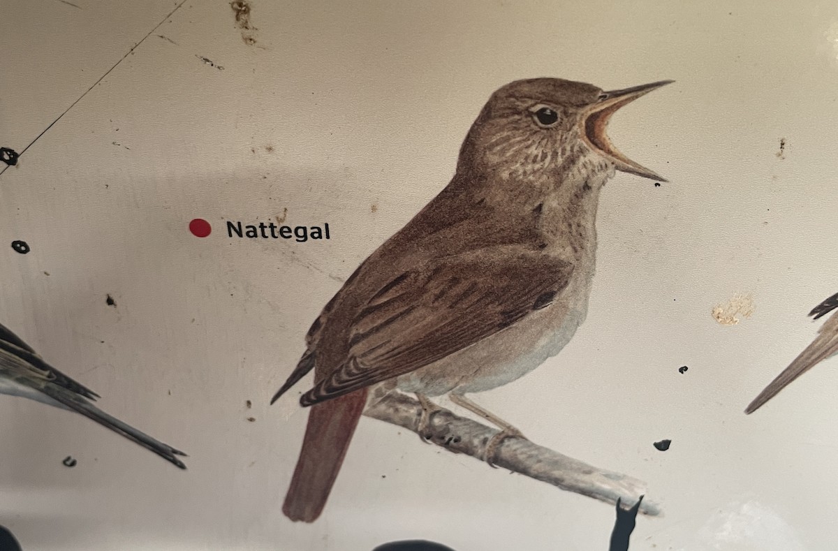 Thrush Nightingale - ML638093417