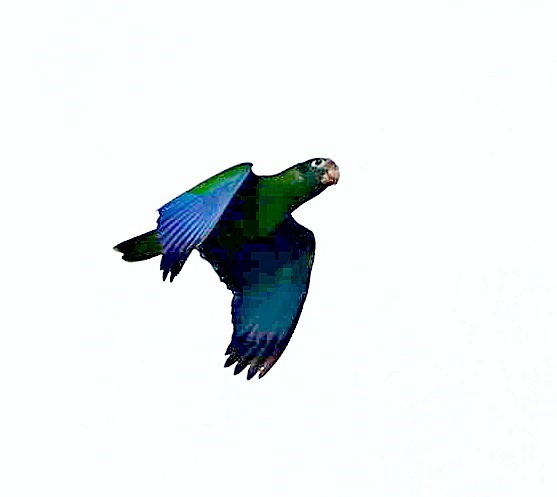 Hispaniolan Amazon - ML638093419