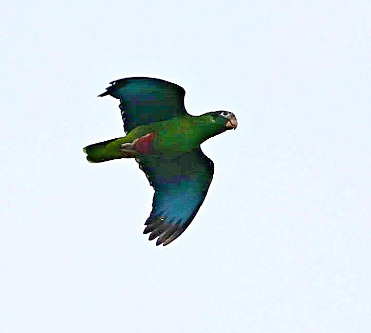Hispaniolan Amazon - ML638093420