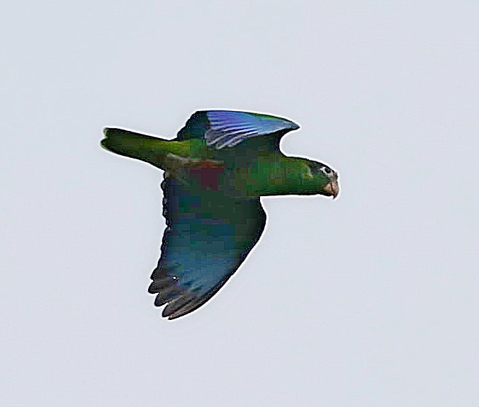 Hispaniolan Amazon - ML638093421