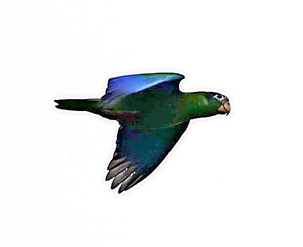 Hispaniolan Amazon - ML638093422