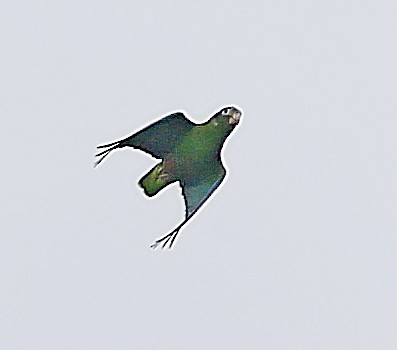 Hispaniolan Amazon - ML638093423