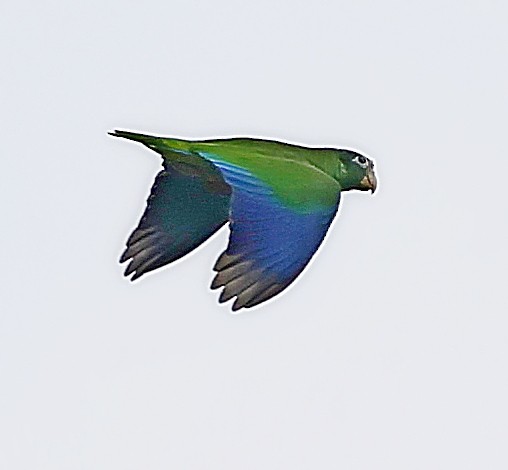 Hispaniolan Amazon - ML638093424