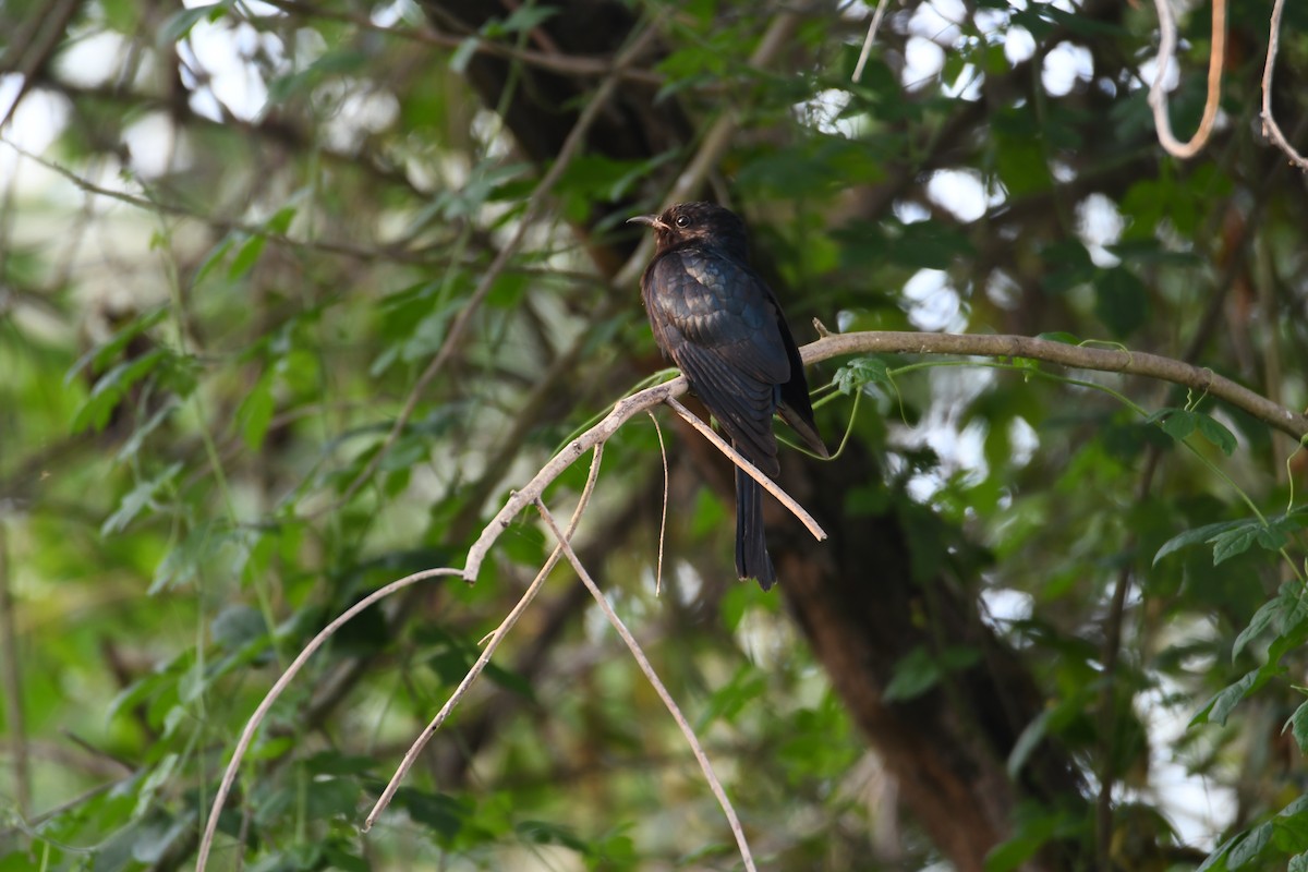 Square-tailed Drongo-Cuckoo - ML638093426