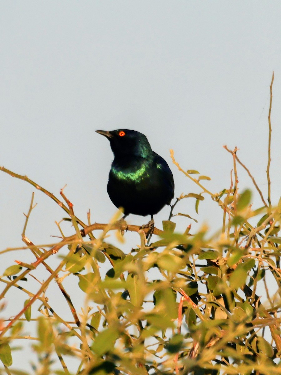 Greater Blue-eared Starling - ML638093434
