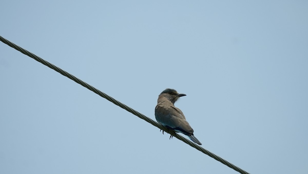 Indian Roller - ML638093461