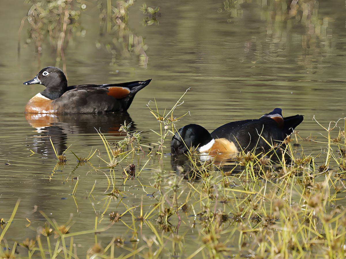 Australian Shelduck - ML638093481