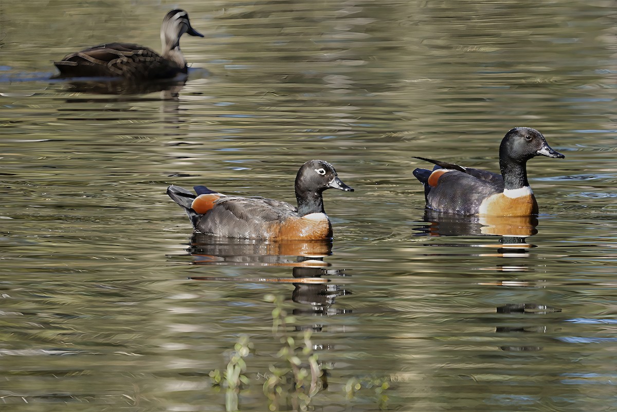Australian Shelduck - ML638093483