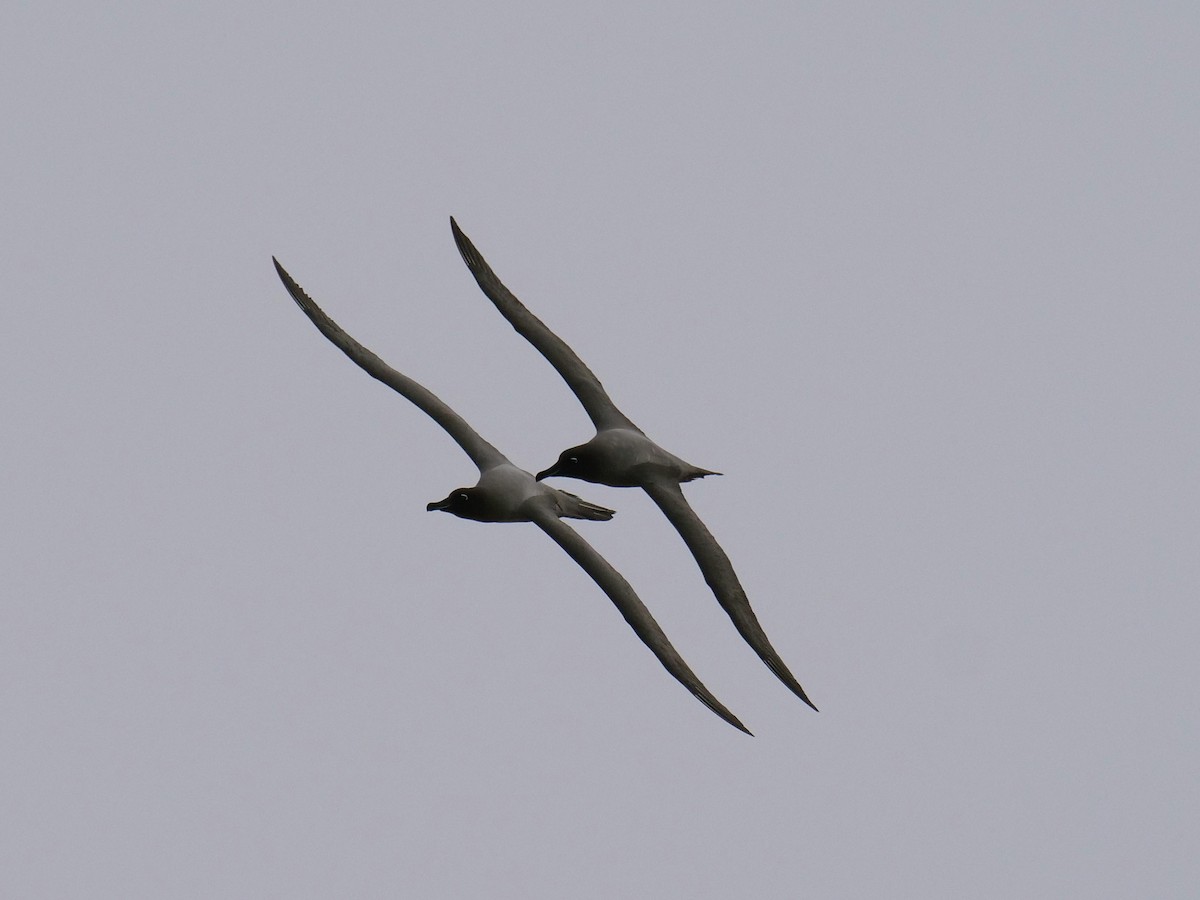 Albatros Tiznado - ML638093500