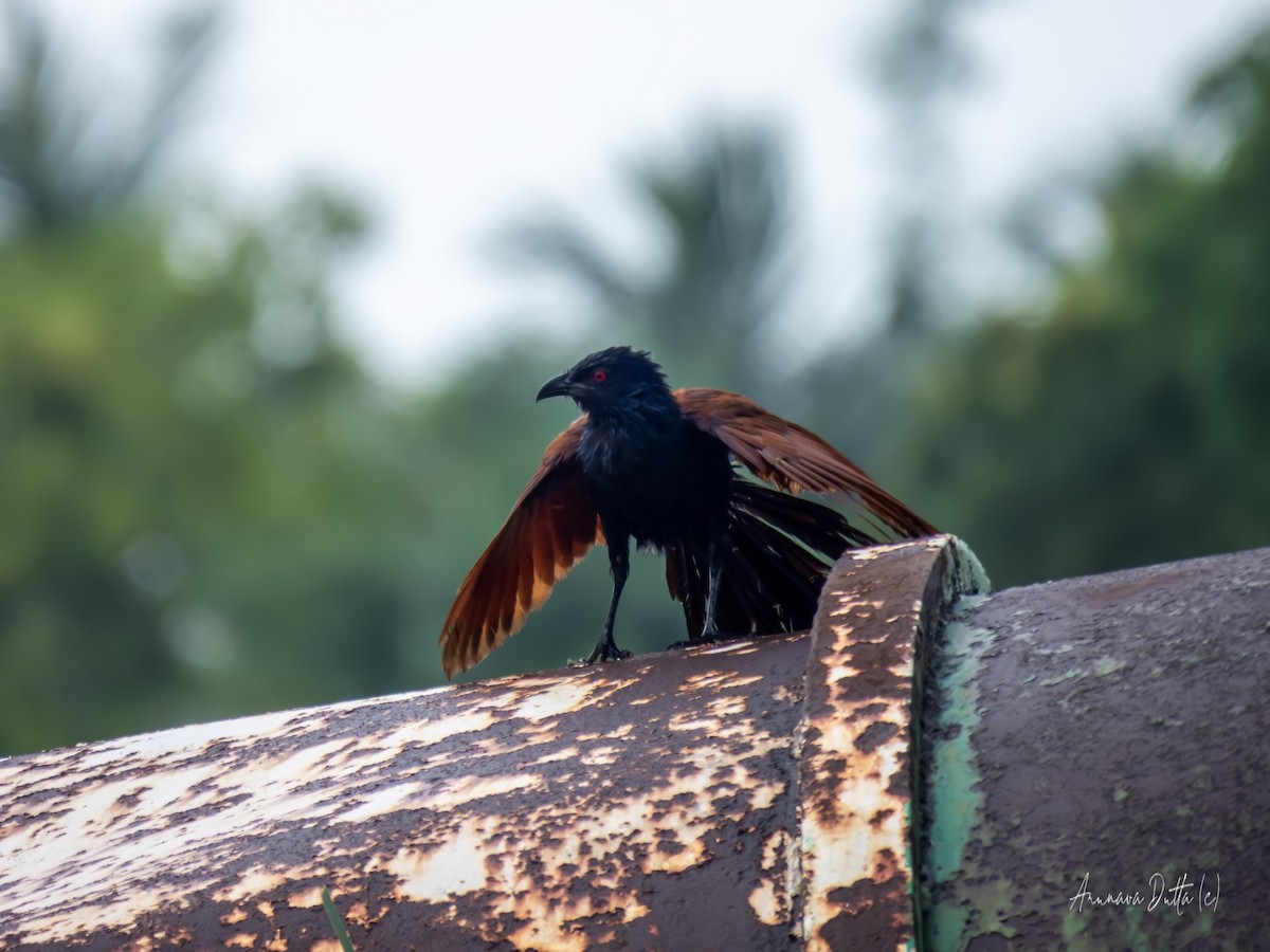 Greater Coucal - ML638093565