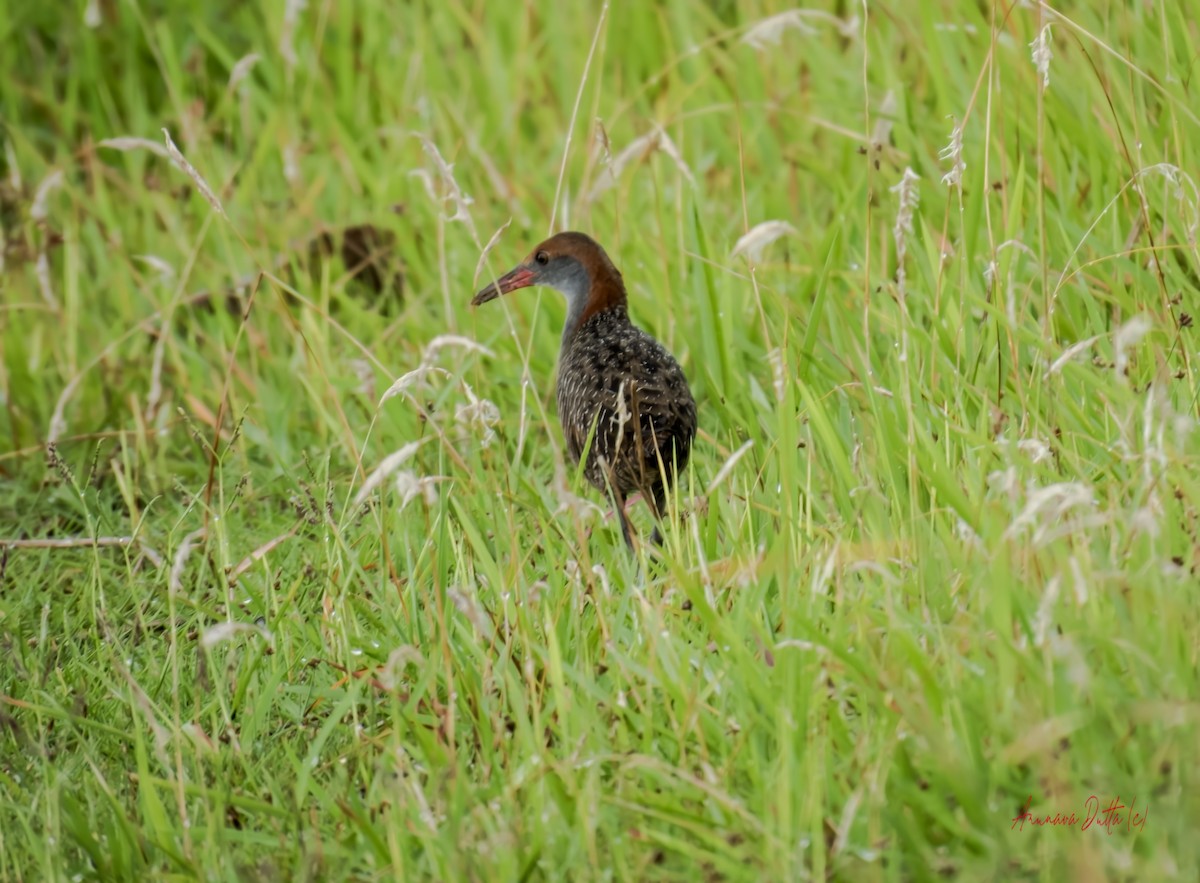 Slaty-breasted Rail - ML638093574