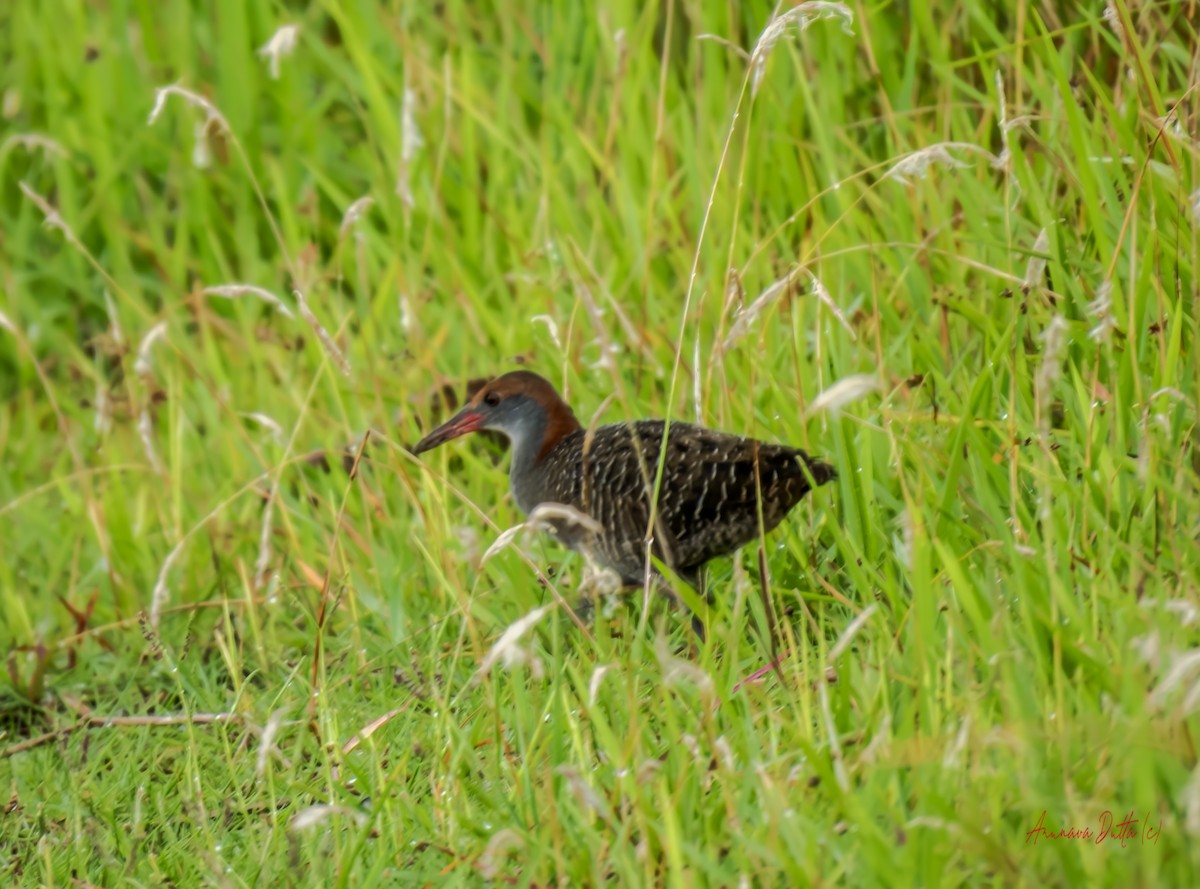 Slaty-breasted Rail - ML638093575