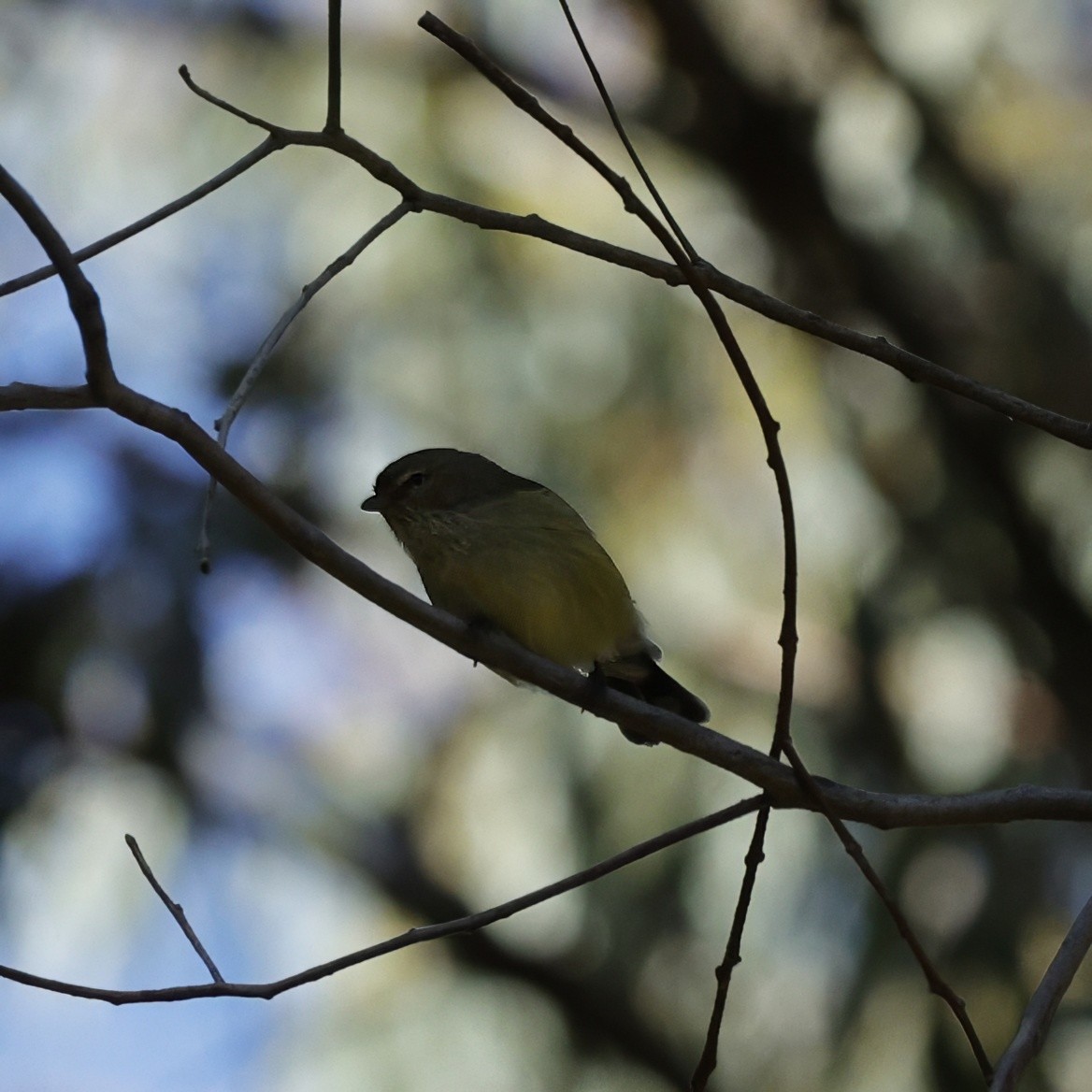 Weebill - ML638093588