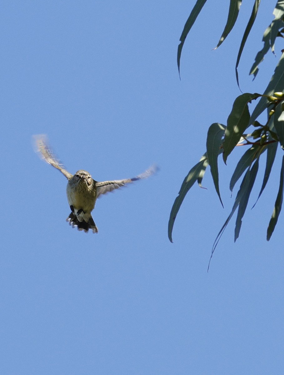 Weebill - ML638093589