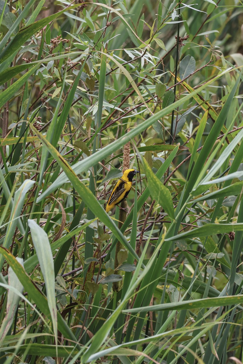 Yellow-crowned Bishop - ML638093597