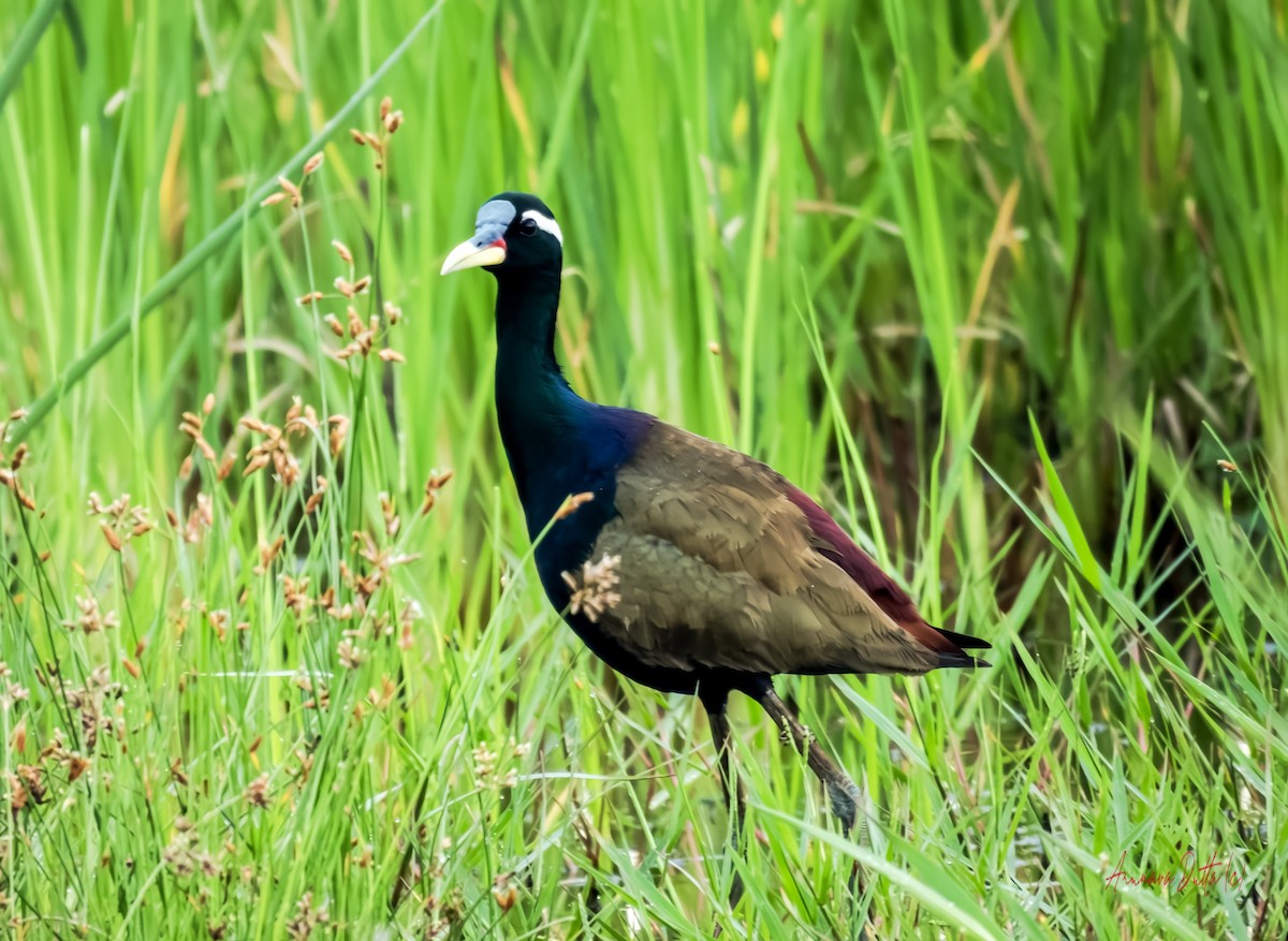 Bronze-winged Jacana - ML638093607